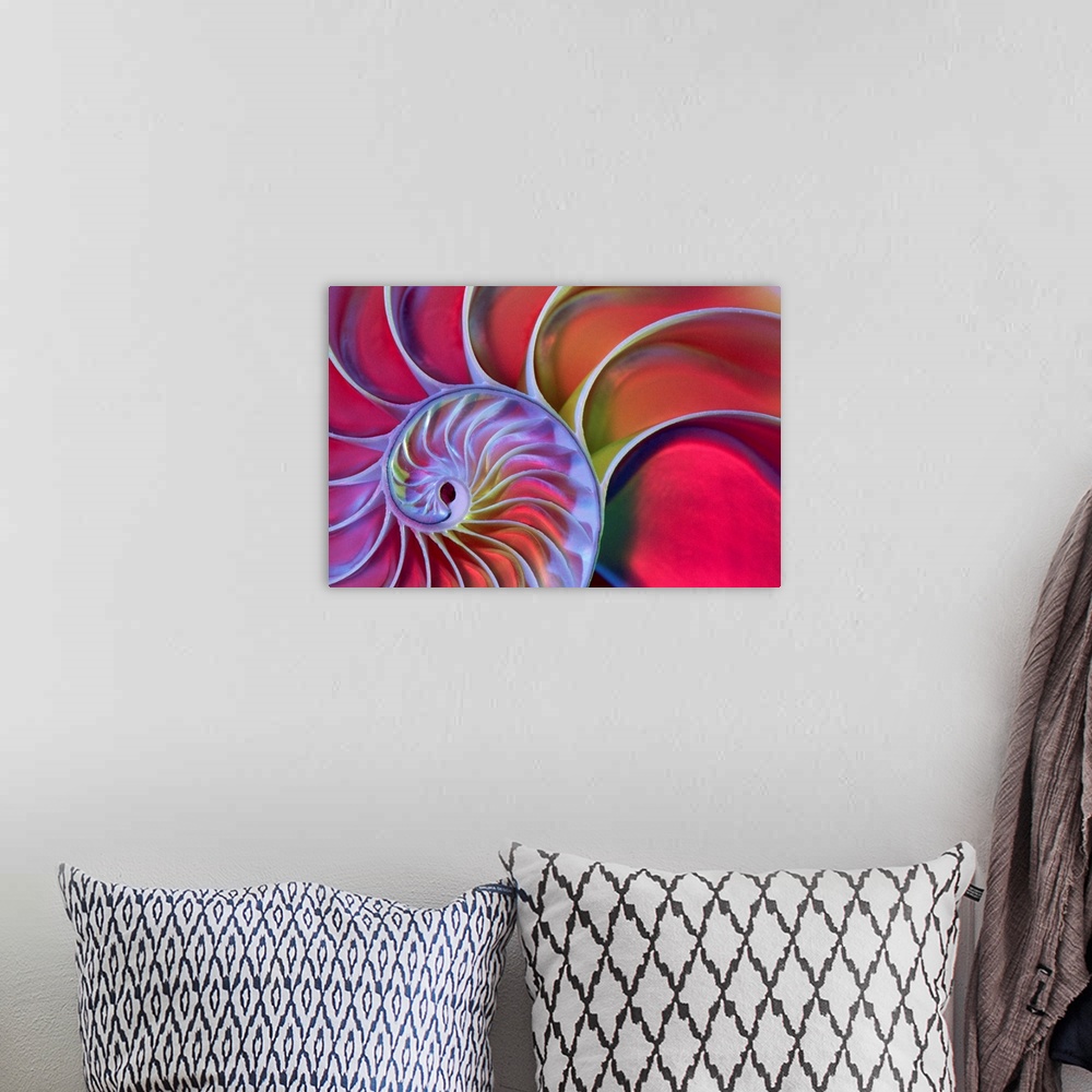 A bohemian room featuring Chambered Nautilus In Colored Light