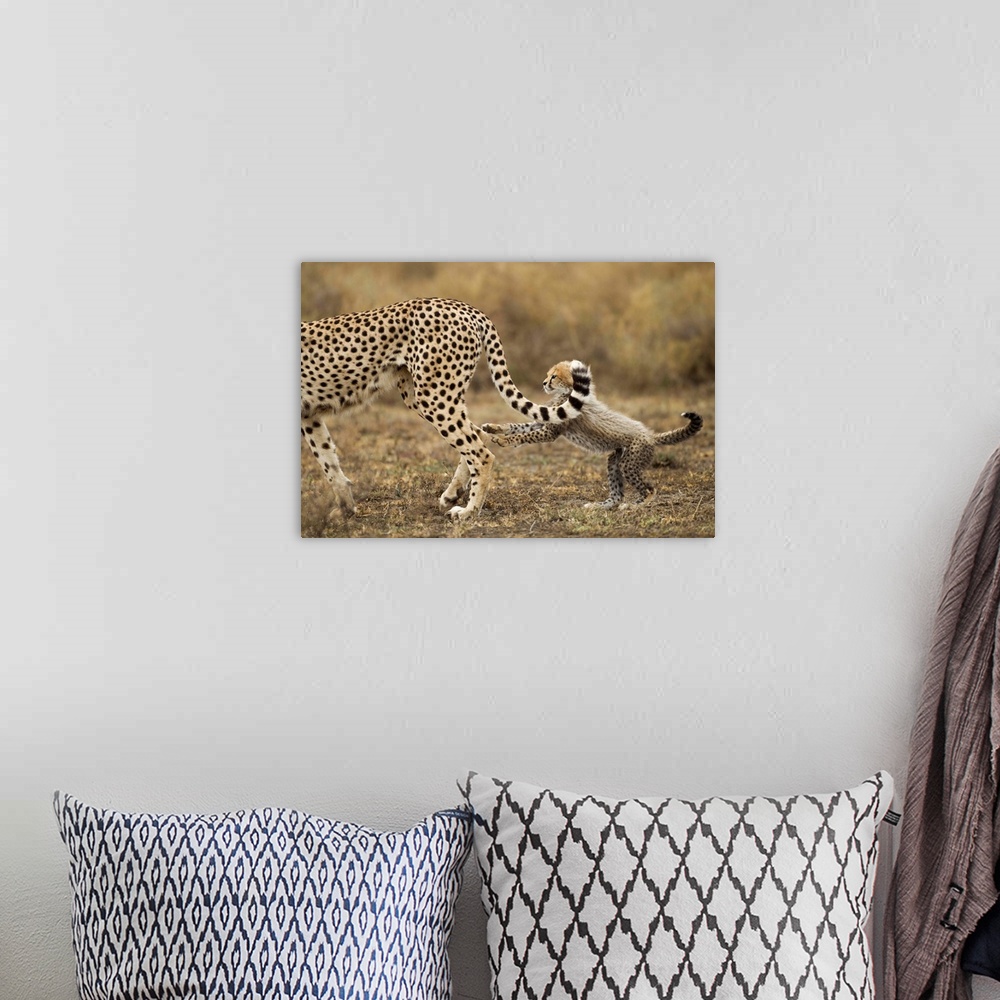 A bohemian room featuring Tanzania, Ngorongoro Conservation Area, Ndutu Plains, Young Cheetah Cub (Acinonyx jubatas) playin...