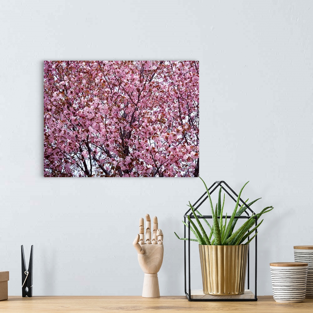 A bohemian room featuring Cherry Blossom