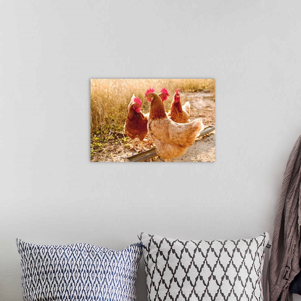 A bohemian room featuring Chickens in dirt yard