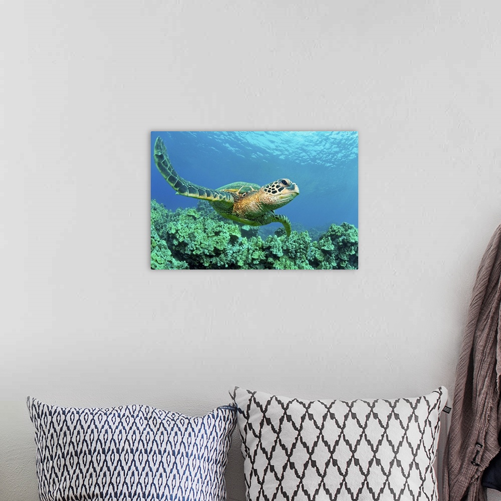 A bohemian room featuring Close up endangered green sea turtle over coral reef in Makena, Maui, Hawaii.