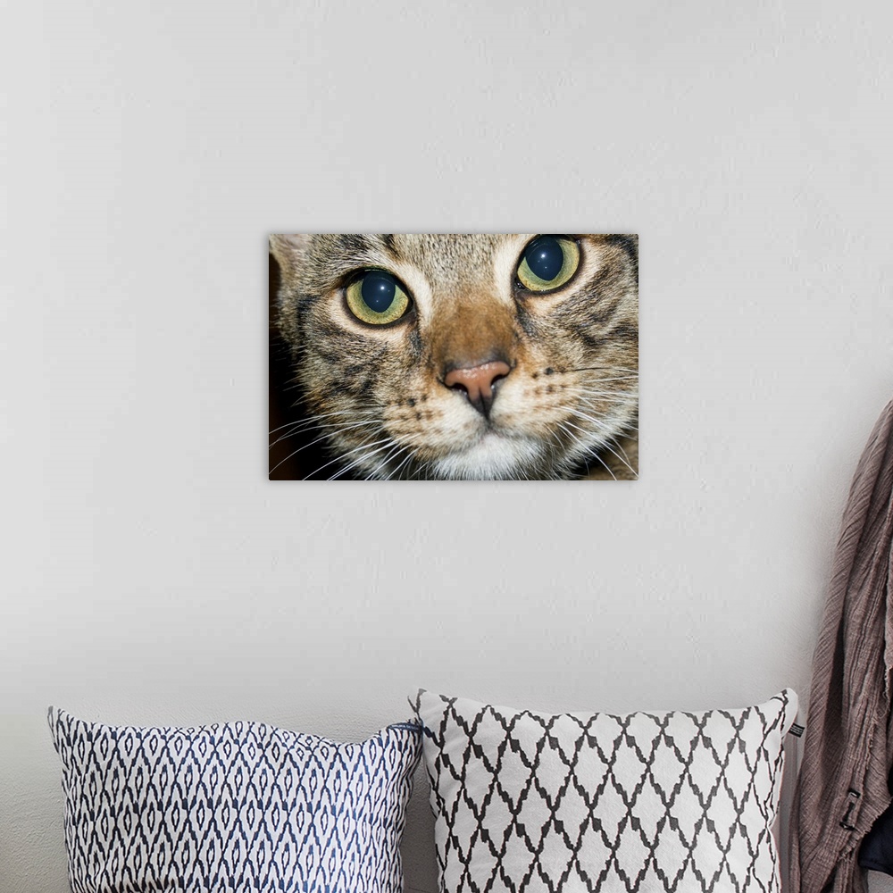 A bohemian room featuring Closely cropped image of the enquiring face of a tabby cat, with wide open, clear eyes, pink nose...