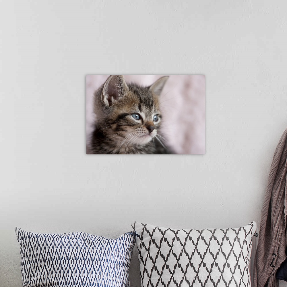 A bohemian room featuring Close Up of Kitten