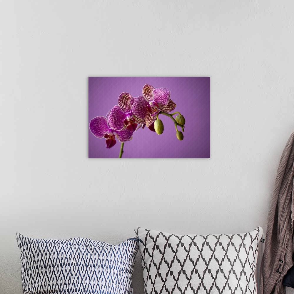 A bohemian room featuring Close up of orchid flower petals