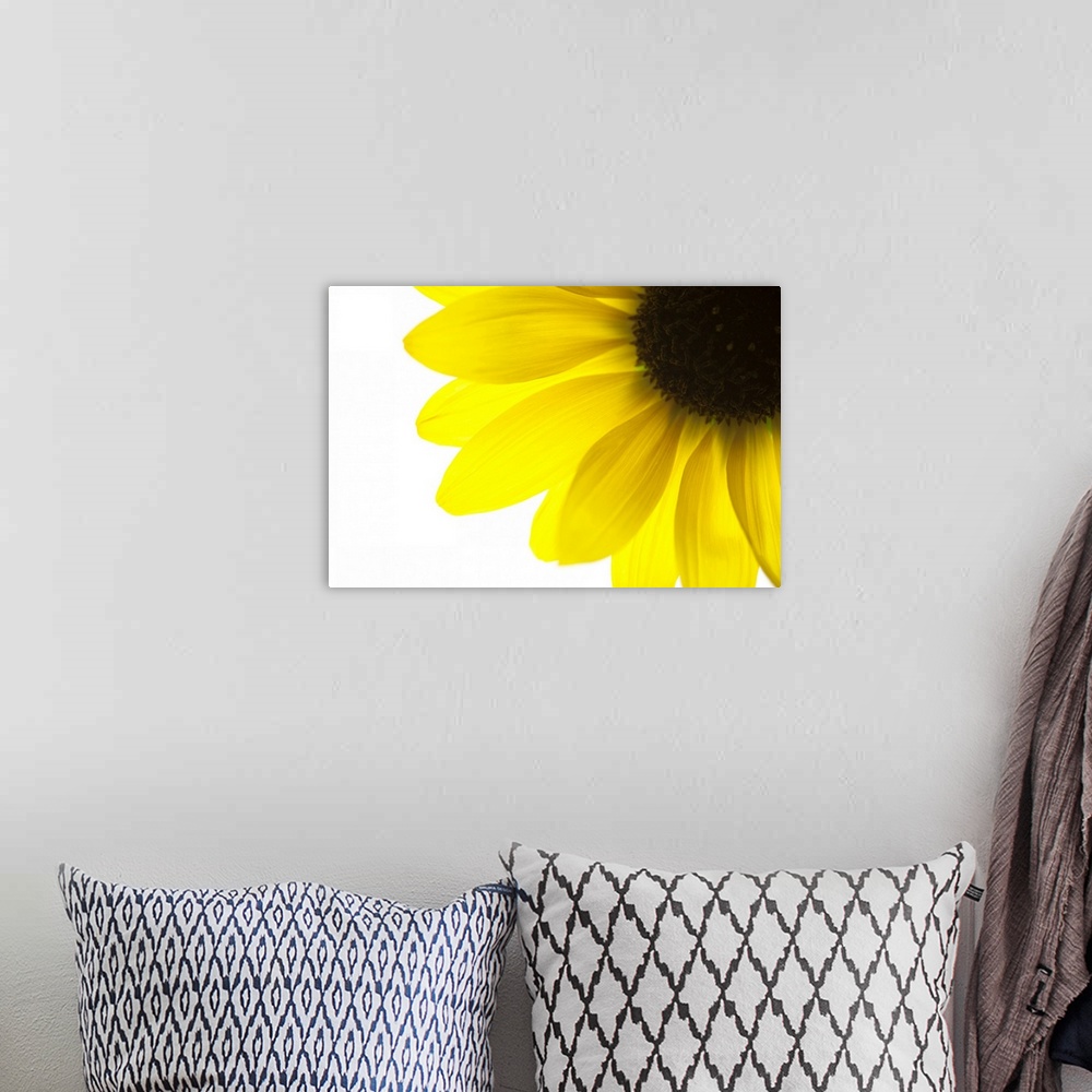 A bohemian room featuring Close up of yellow sunflower on white background, studio shot