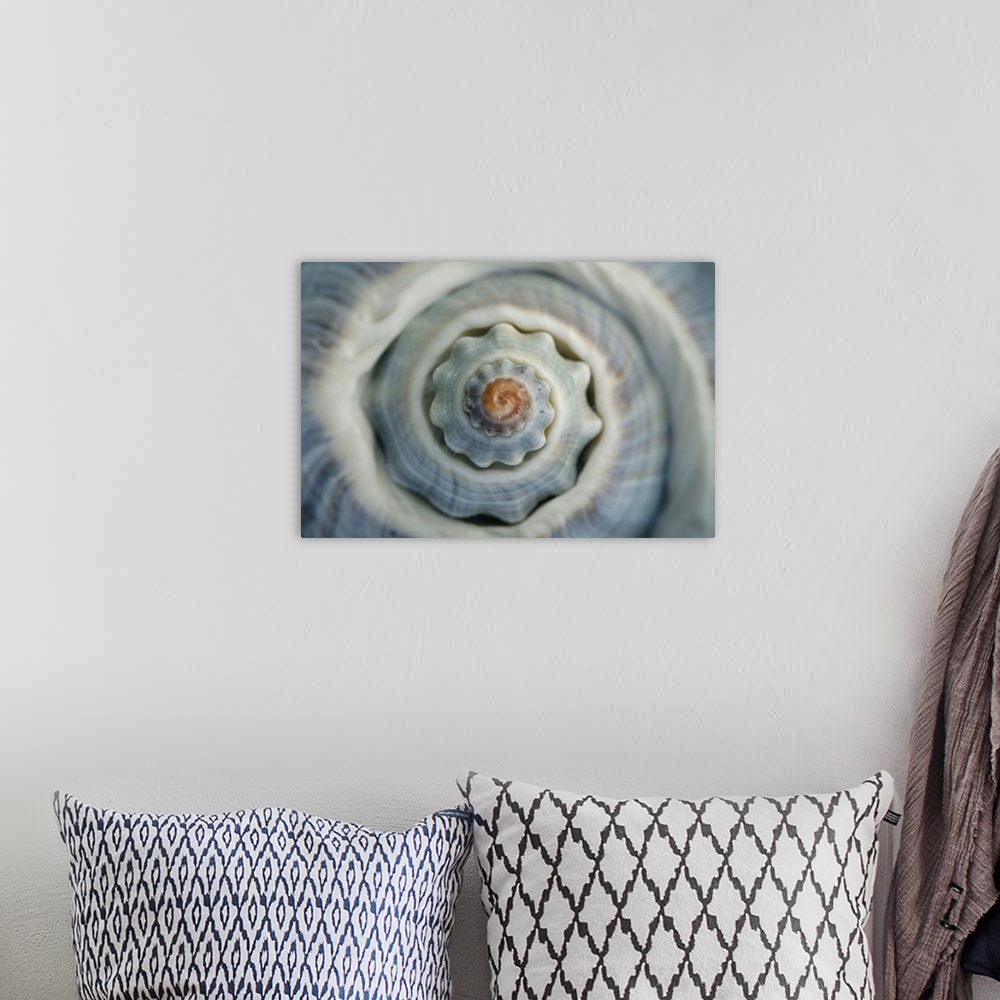 A bohemian room featuring Macro image of spiraled top of blue colored conch sea shell.