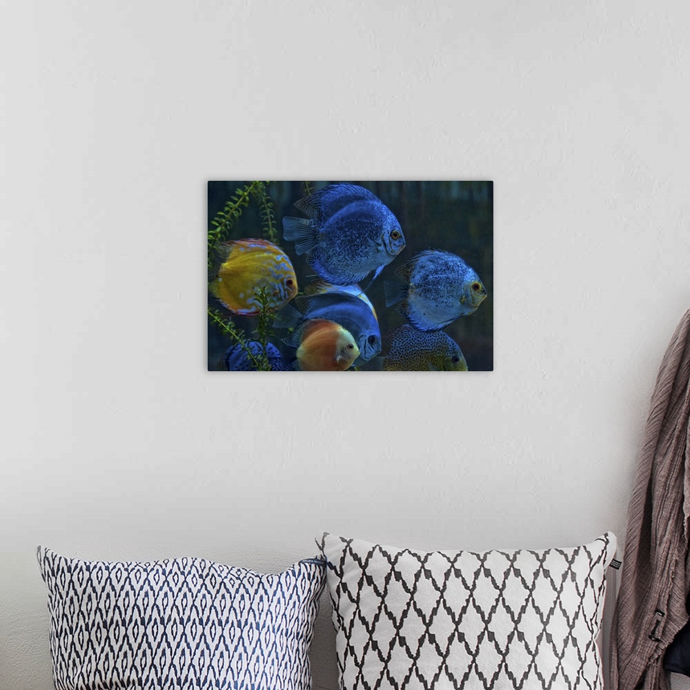 A bohemian room featuring Colorful Discus (Symphysodon aequifasciatus) Fish