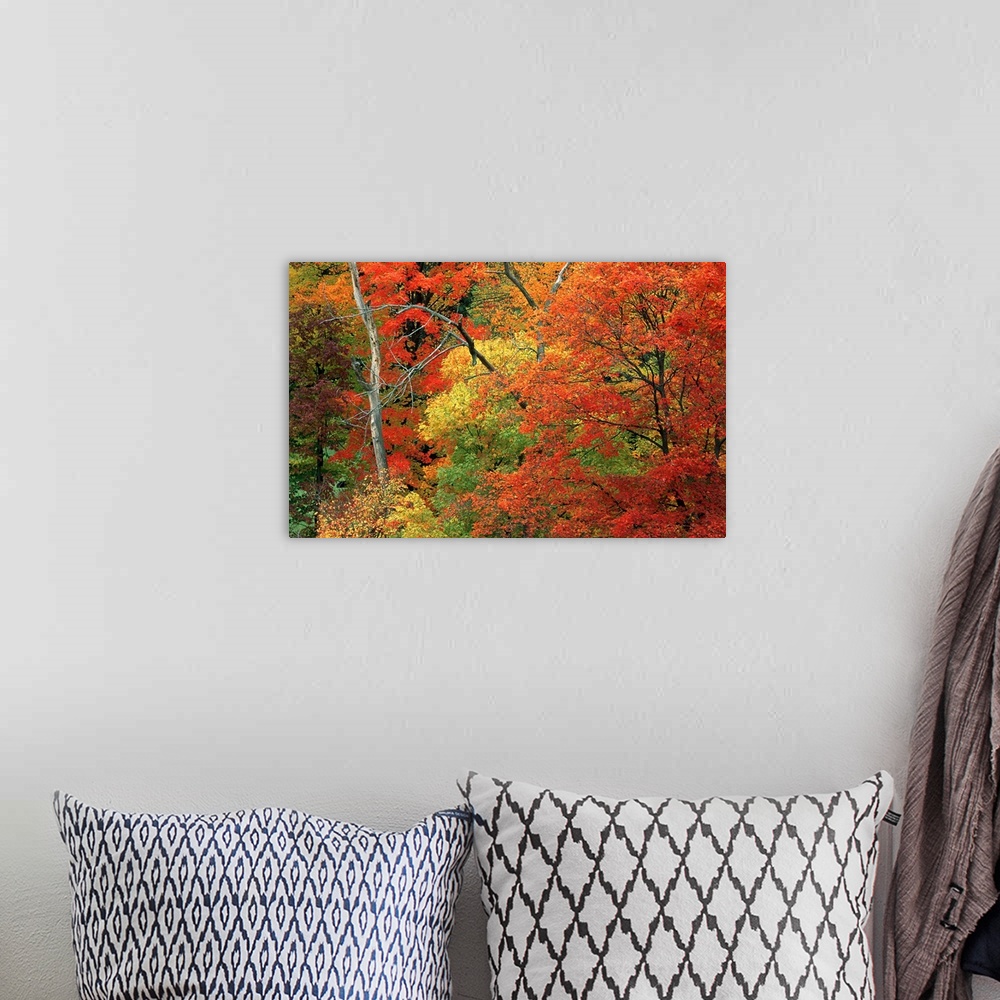 A bohemian room featuring Colorful fall trees