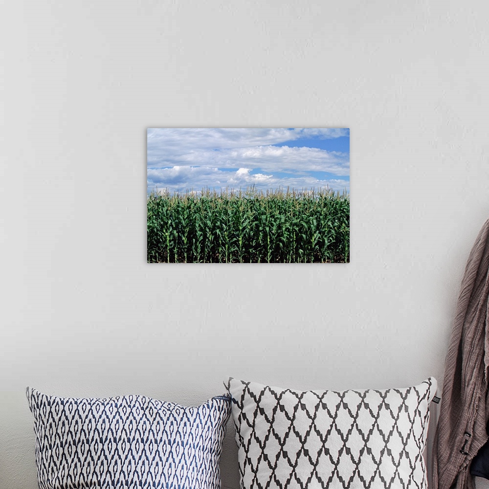 A bohemian room featuring Late summer green cornfield with cloudy blue sky.