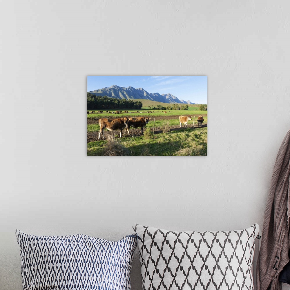 A bohemian room featuring Cows (Bos primigenius) grazing in the pastures of a Greyton Farm, Overberg, Western Cape, South A...