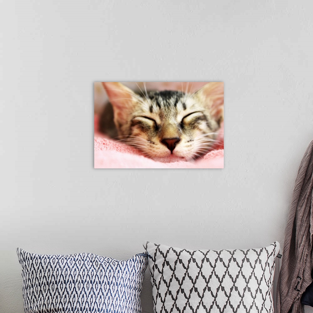 A bohemian room featuring Cute kitten that looks like tiger sleeping on pink blanket.