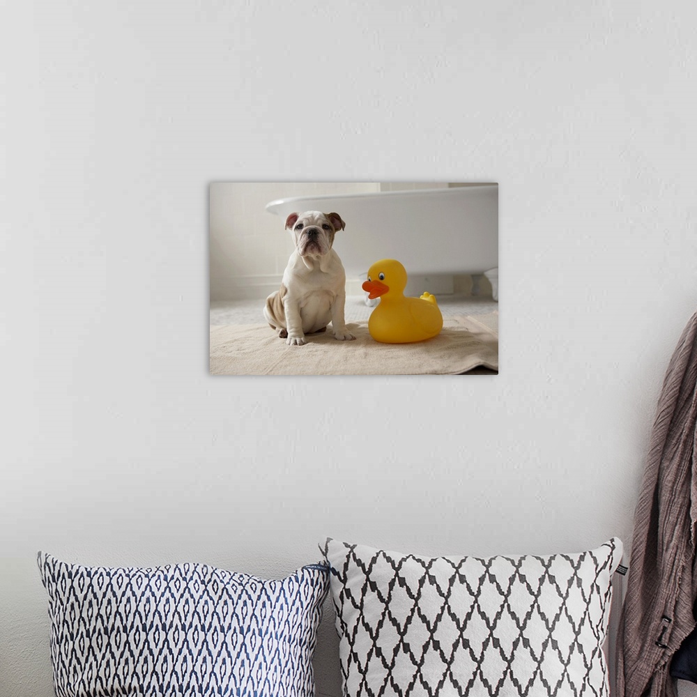 A bohemian room featuring Dog on mat with plastic duck