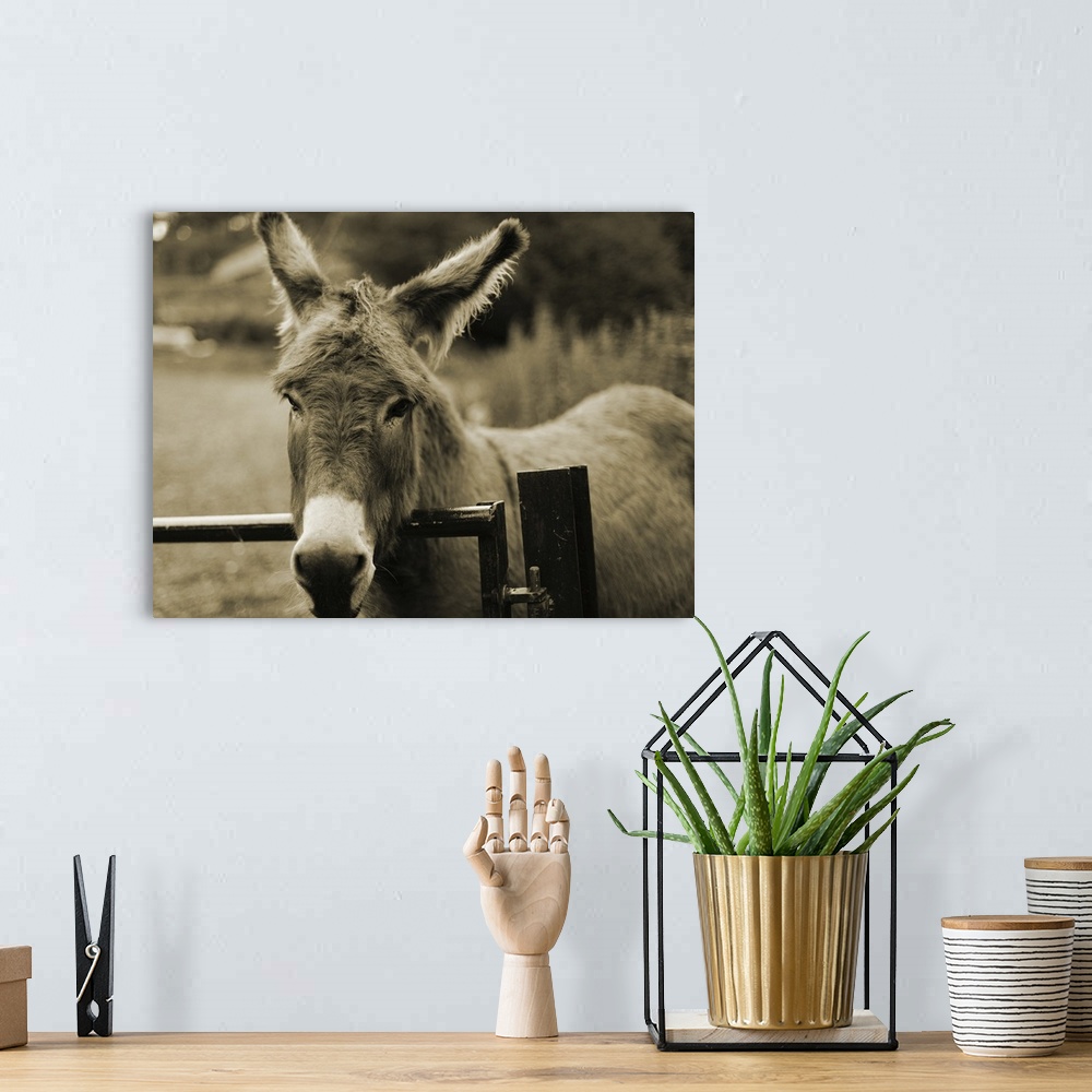 A bohemian room featuring Donkey