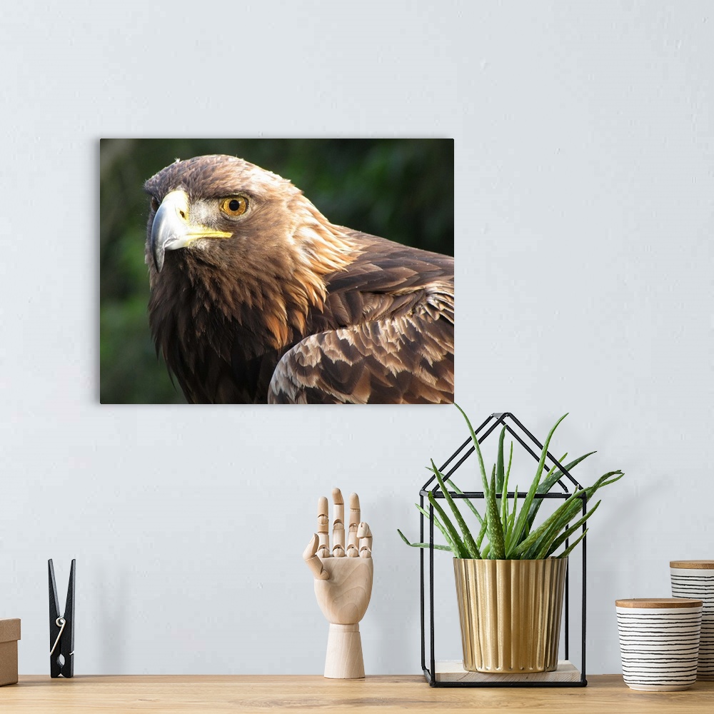 A bohemian room featuring Three-quarter view of golden eagle's head. Accent on left eye and beak.  Right eye and top of win...