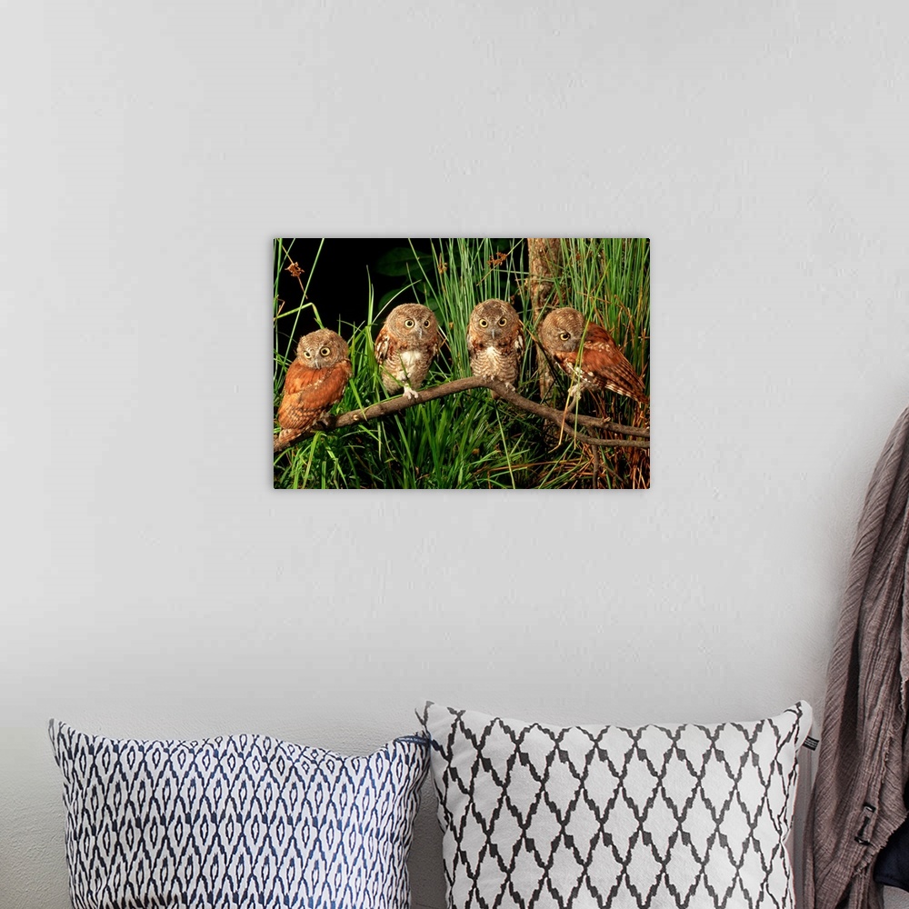 A bohemian room featuring Three month old eastern screech owl fledglings on a branch in tall grass.