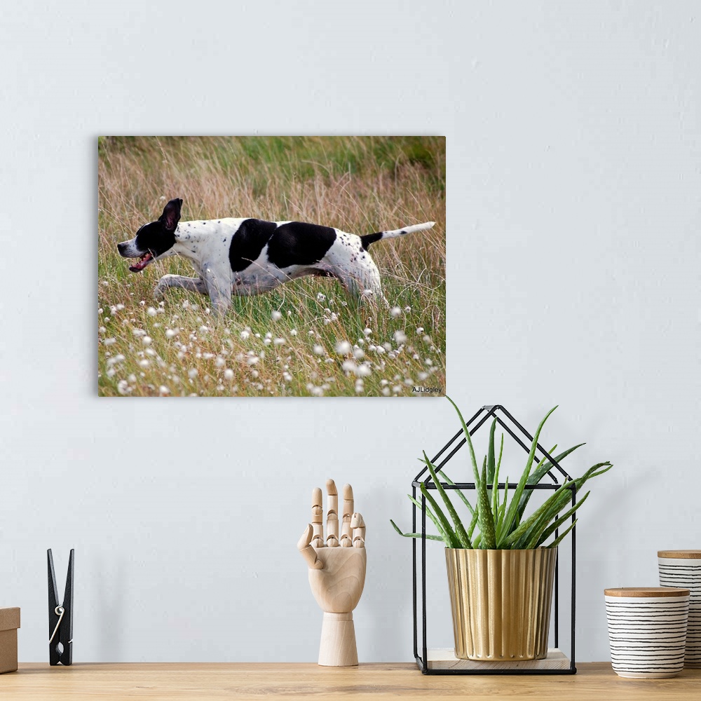 A bohemian room featuring English Pointer running in Scotland
