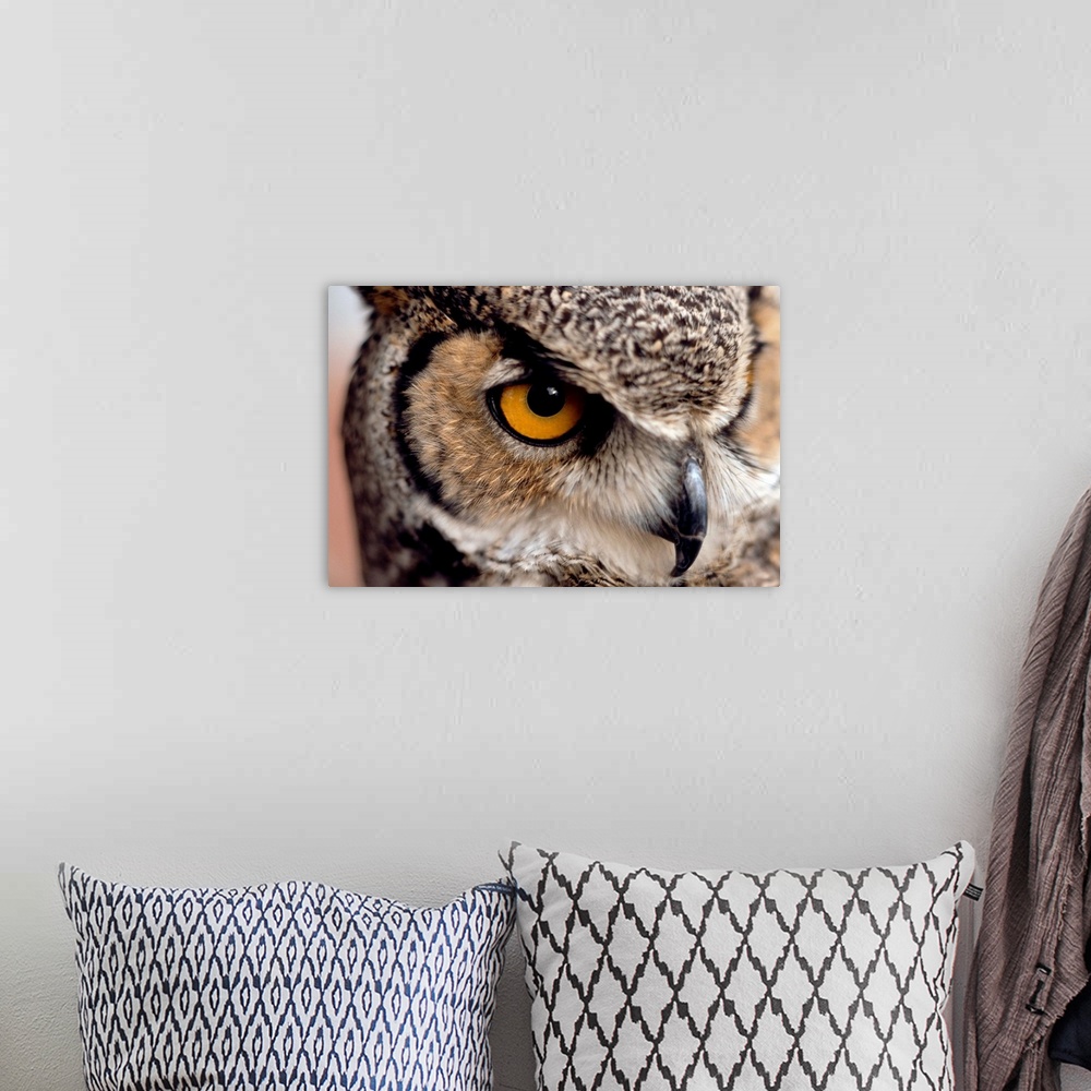 A bohemian room featuring A close up of an eye of a great horned owl.
