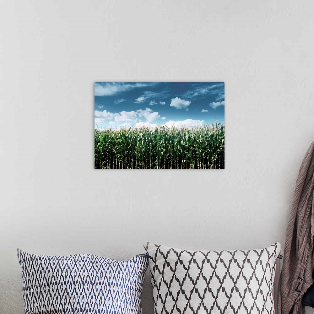 A bohemian room featuring Field Of Corn Plants