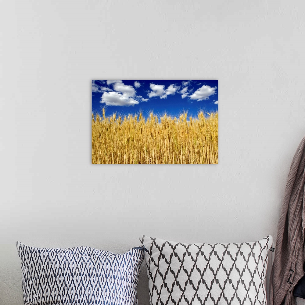 A bohemian room featuring Field of wheat
