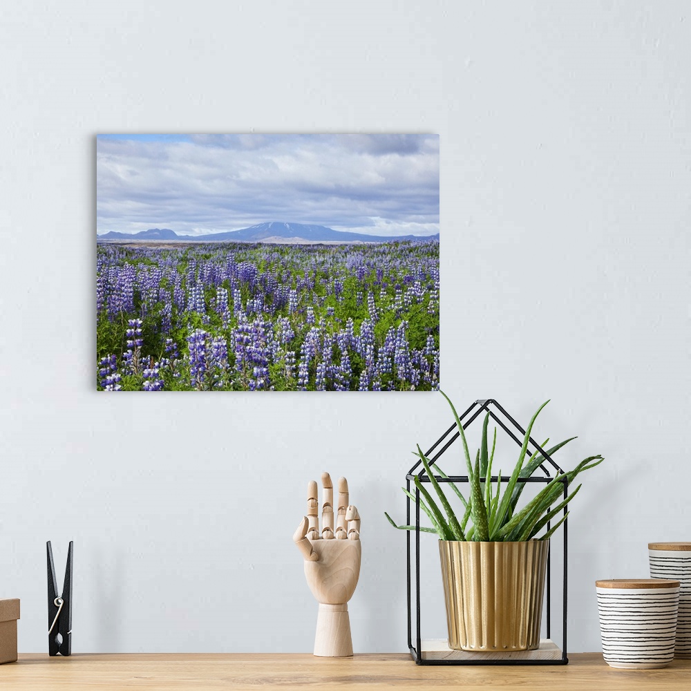 A bohemian room featuring Field with lupine flowers and a volcano in background, Iceland.