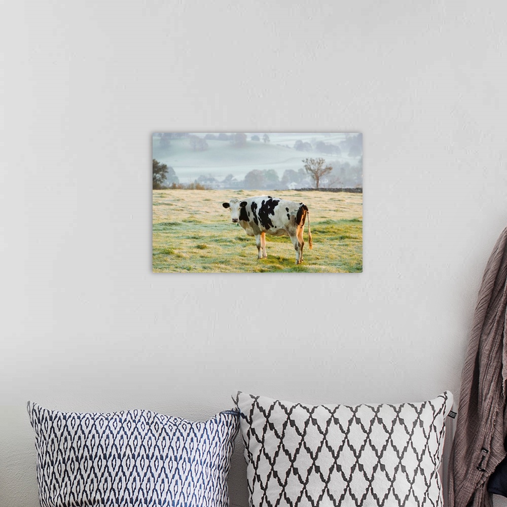 A bohemian room featuring Friesen Cow Standing In Pasture