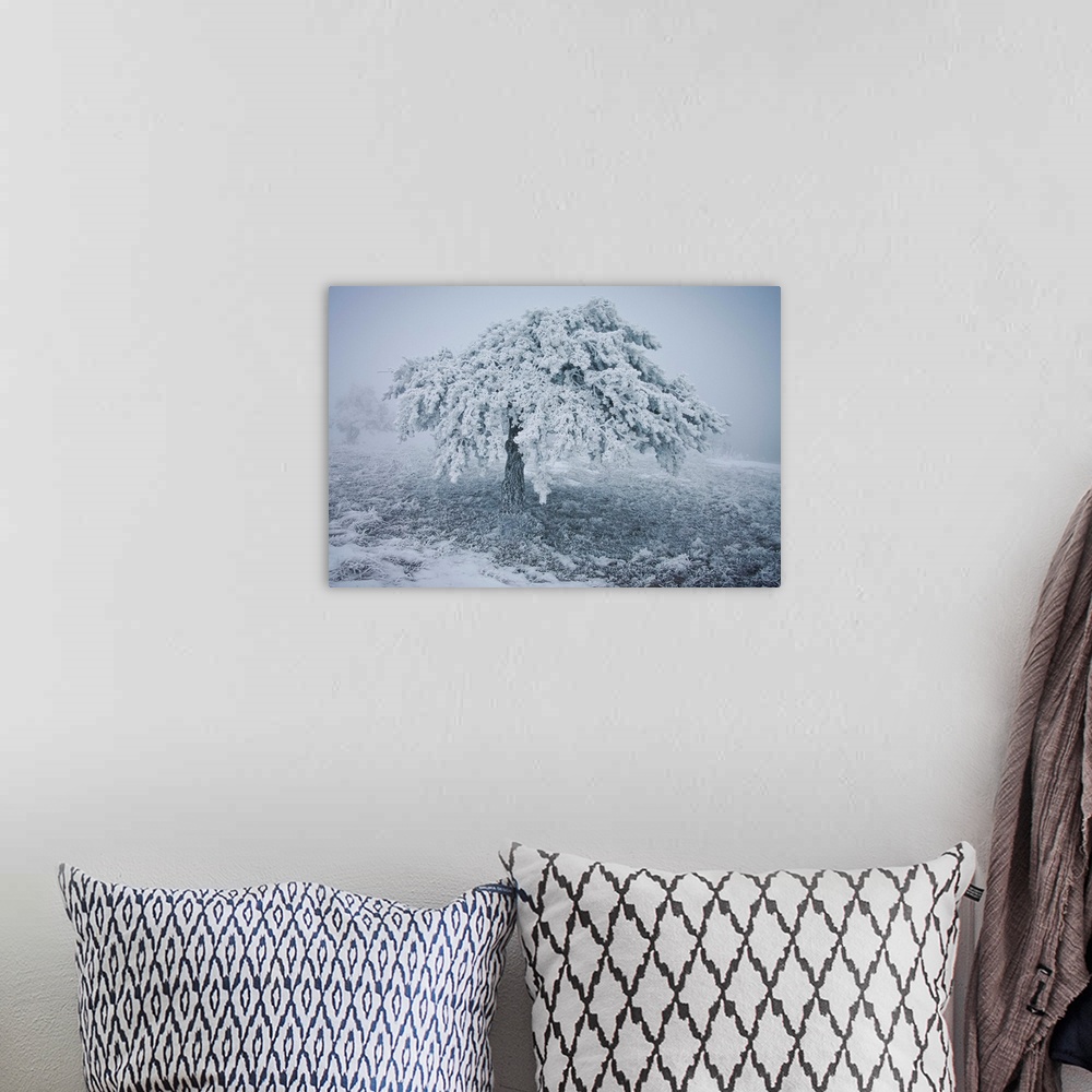 A bohemian room featuring Frozen tree with snowy landscape in winter season.