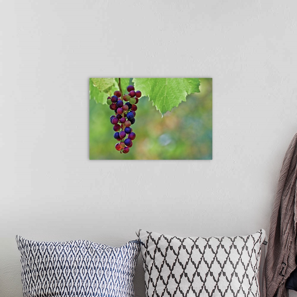 A bohemian room featuring Ripe grapes in vineyard of Koenigswinter.