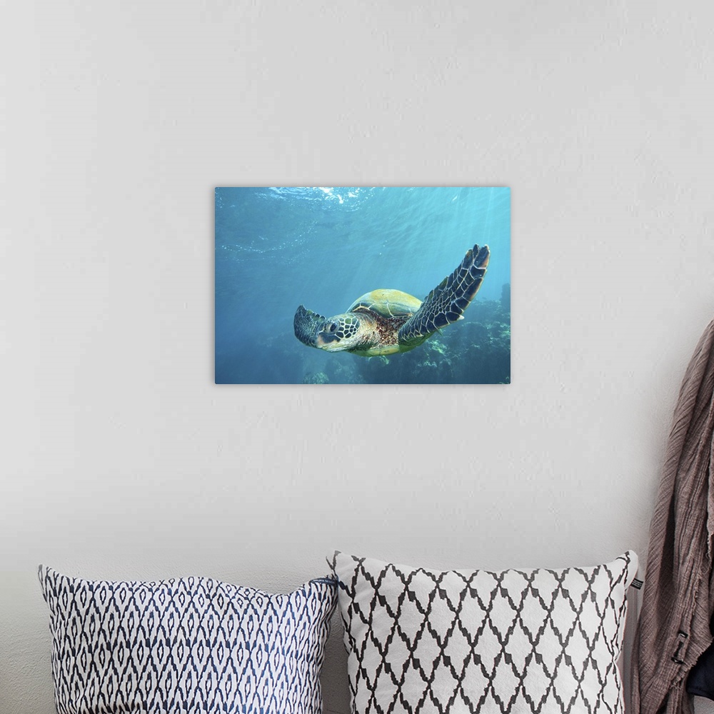 A bohemian room featuring Green sea turtle flying underwater over coral reef in Maui, Hawaii.