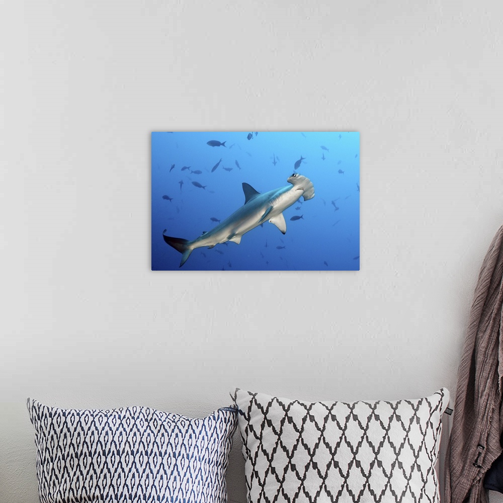A bohemian room featuring Hammerhead shark under water in Cocos island.