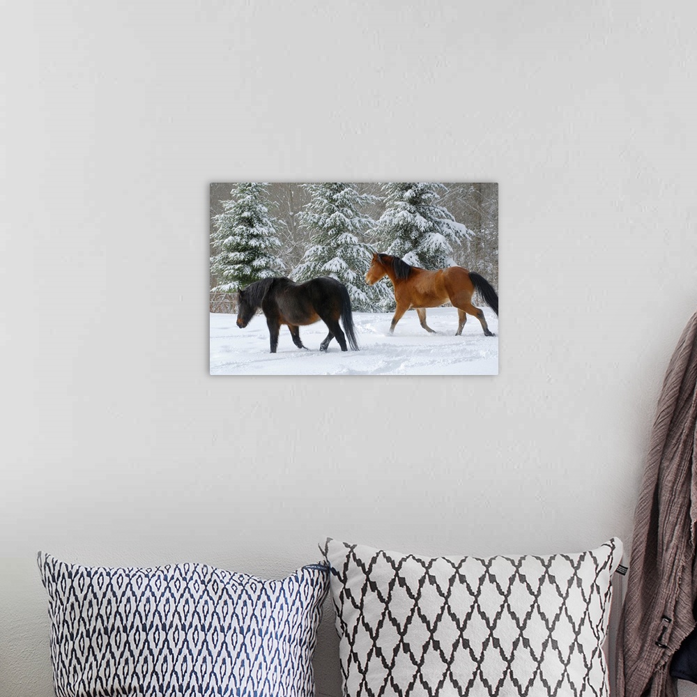 A bohemian room featuring Bay half-Frisian mare and dark brown Canadian gelding trotting through deep snow. Three tall fir ...