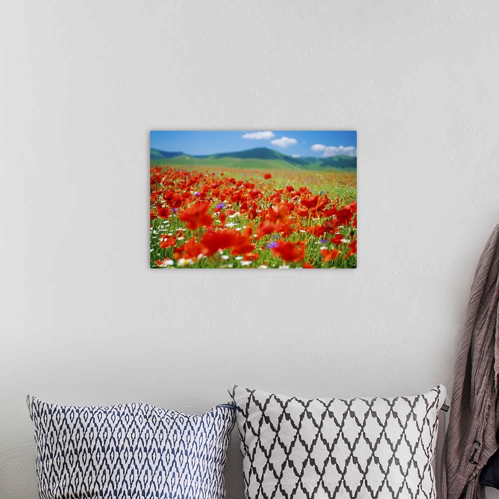 A bohemian room featuring Italy, Umbria, Monti Sibillini National Park, Castellucchio, Flowering meadow, close-up
