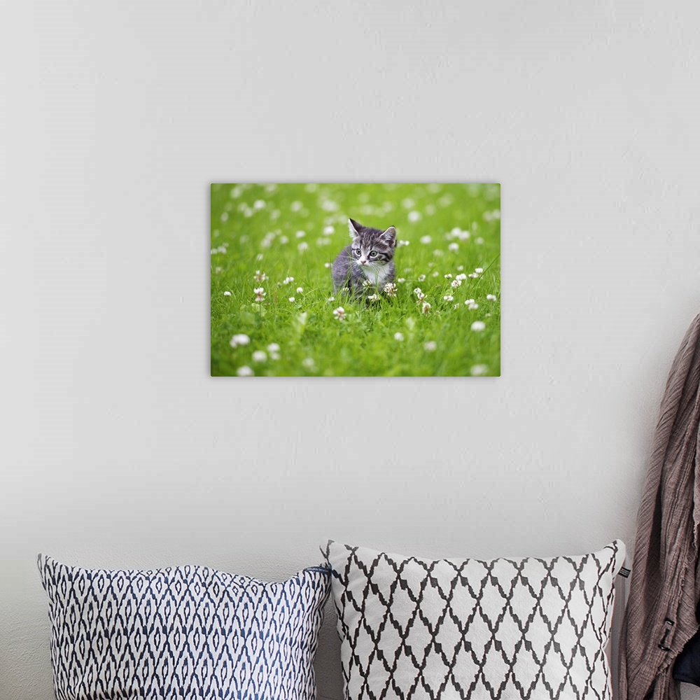A bohemian room featuring Kitten in grass with white flowers.