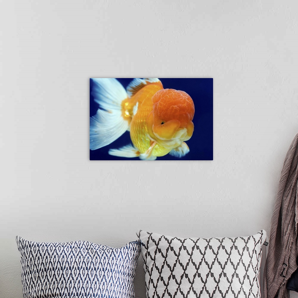 A bohemian room featuring Lion Head oranda goldfish