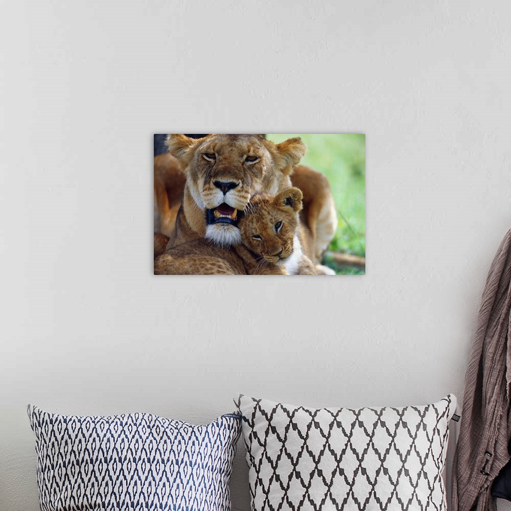 A bohemian room featuring Lioness With Cub