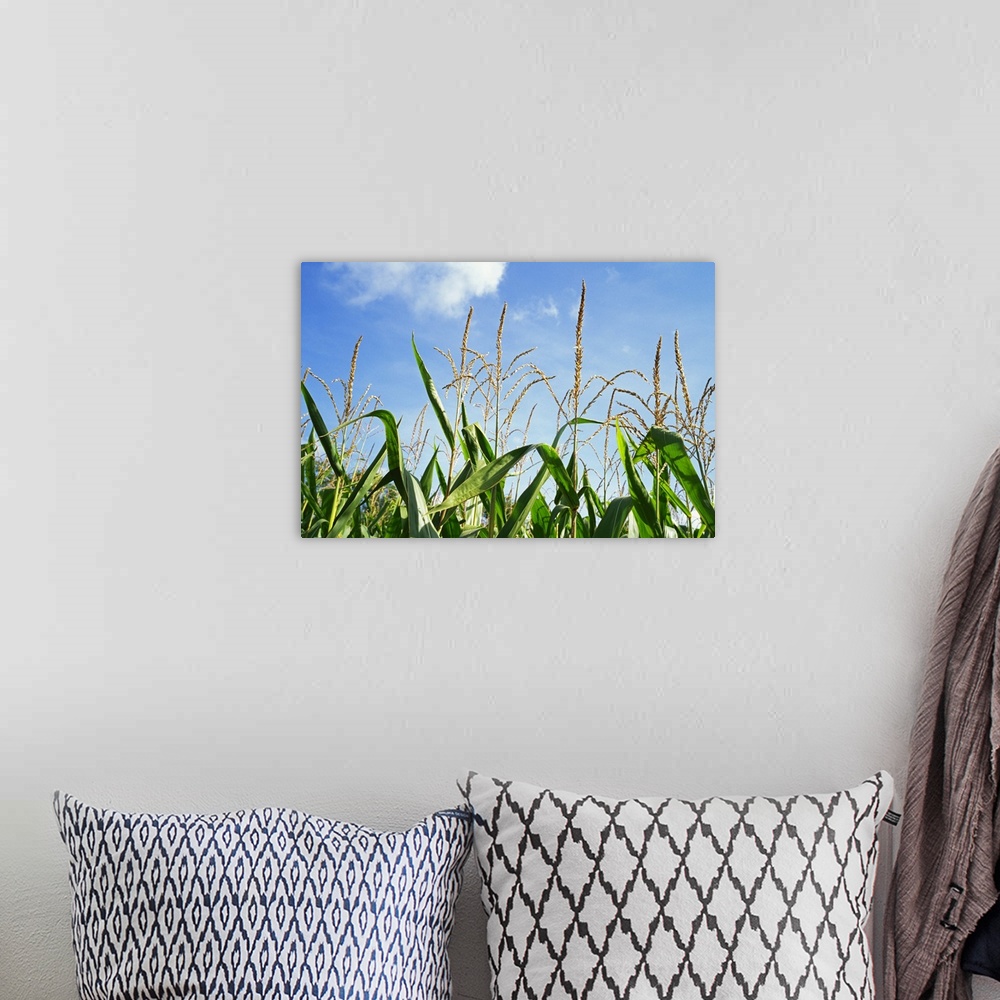 A bohemian room featuring Low angle view of a corn crop