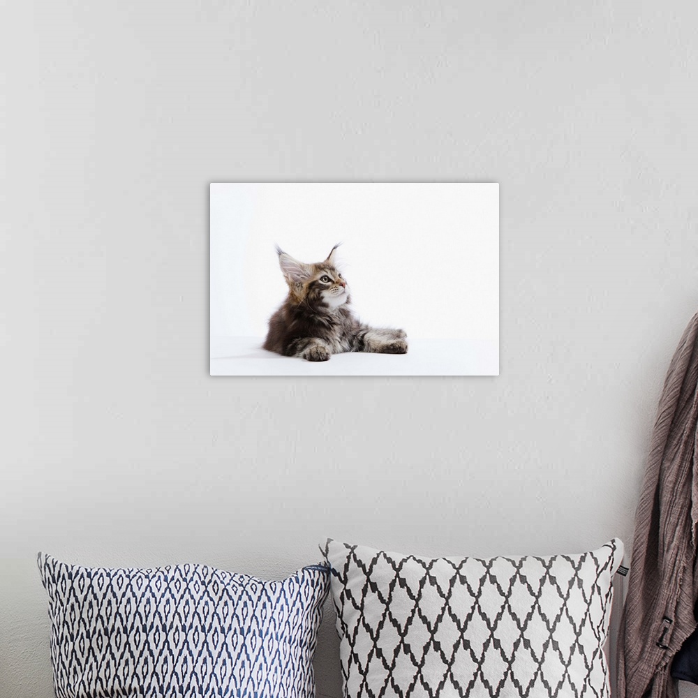 A bohemian room featuring Maine Coon Kitten