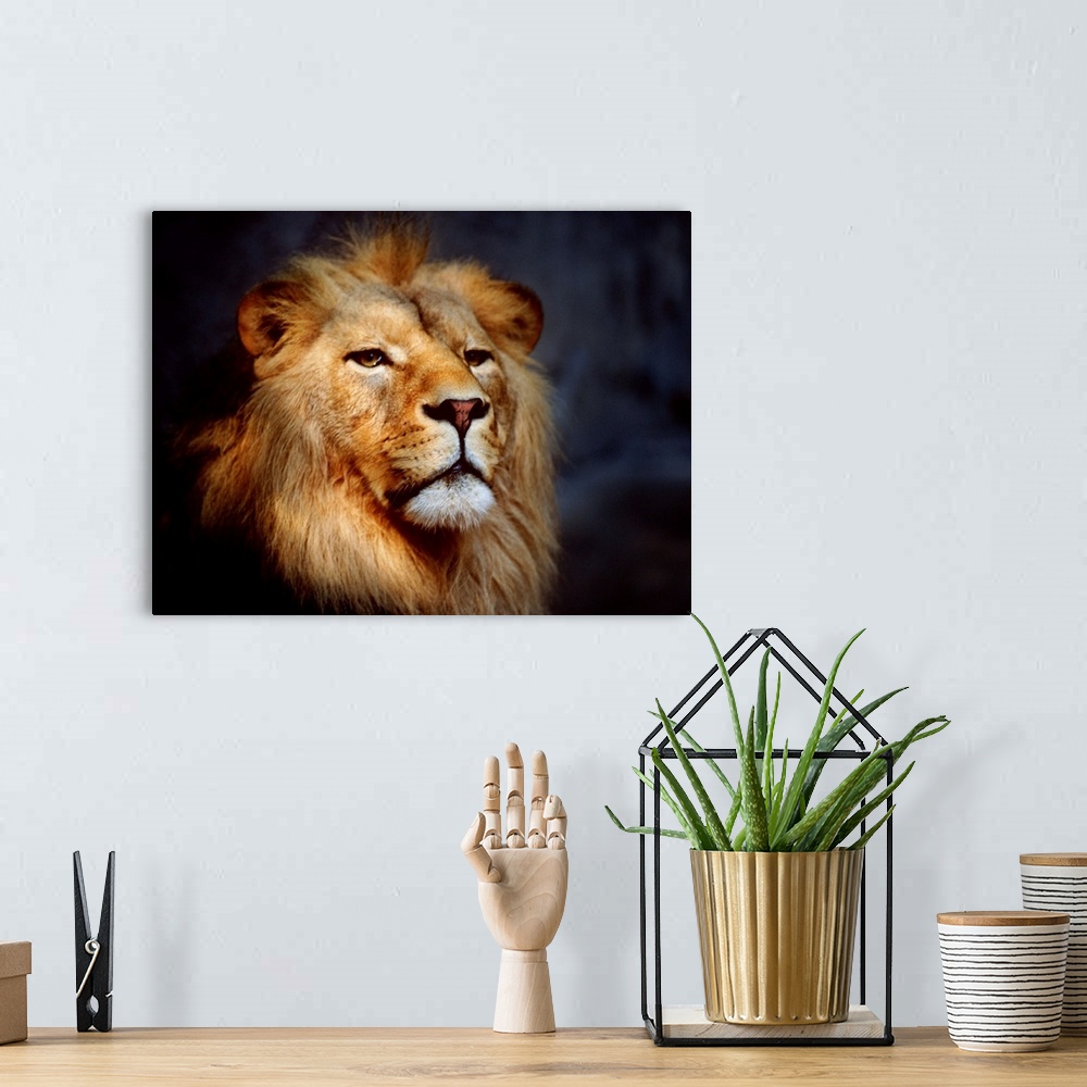 A bohemian room featuring Male Lion