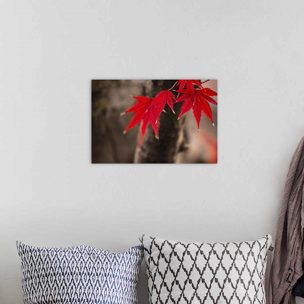 A bohemian room featuring Close-up of Maple Tree leaves approaching winter.