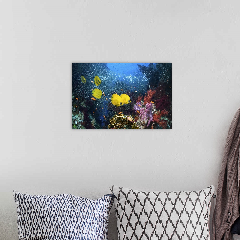 A bohemian room featuring Golden butterflyfish (Chaetodon semilarvatus) on coral reef with a school of Pygmy sweepers (Para...