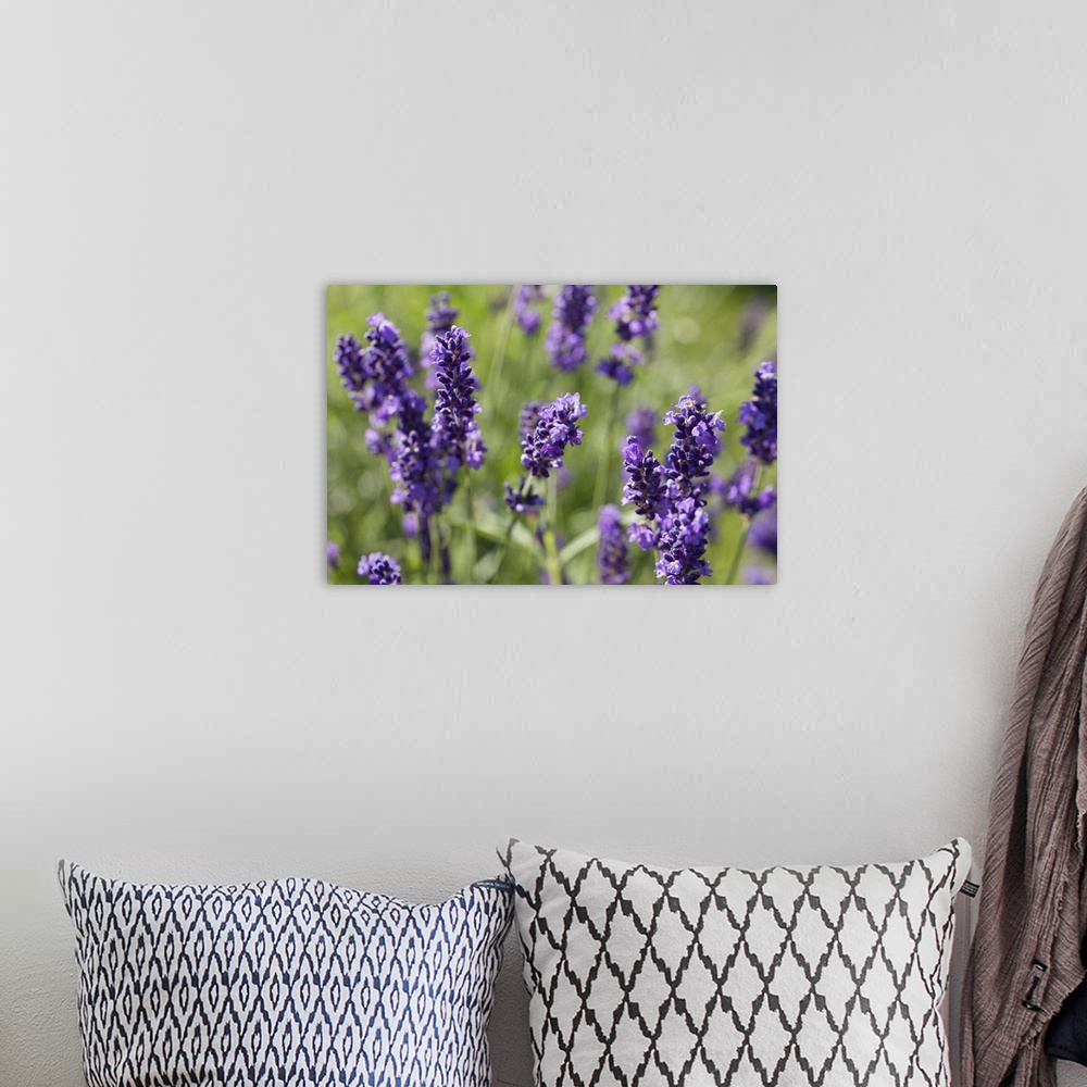 A bohemian room featuring Netherlands, Hilvarenbeek, Close-up of lavender flowers