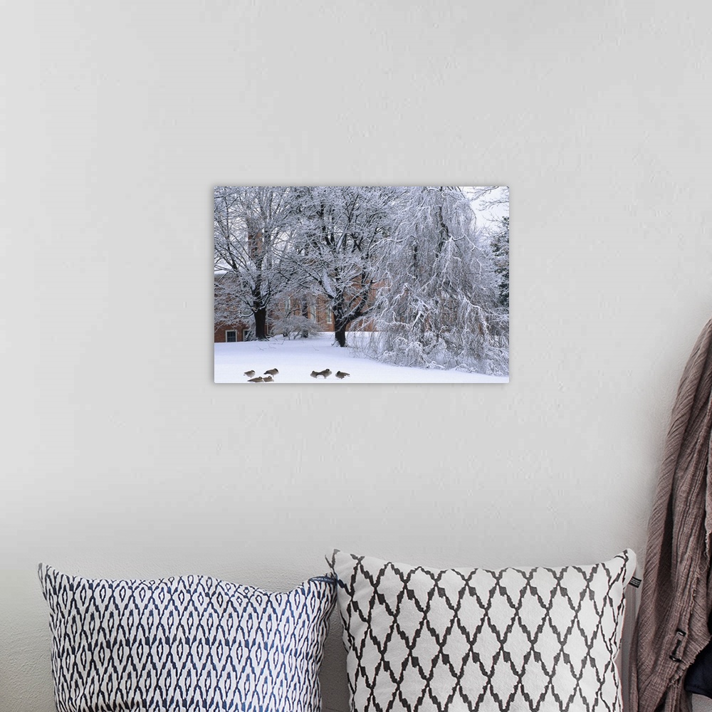 A bohemian room featuring New England, Trees and building during winter snow