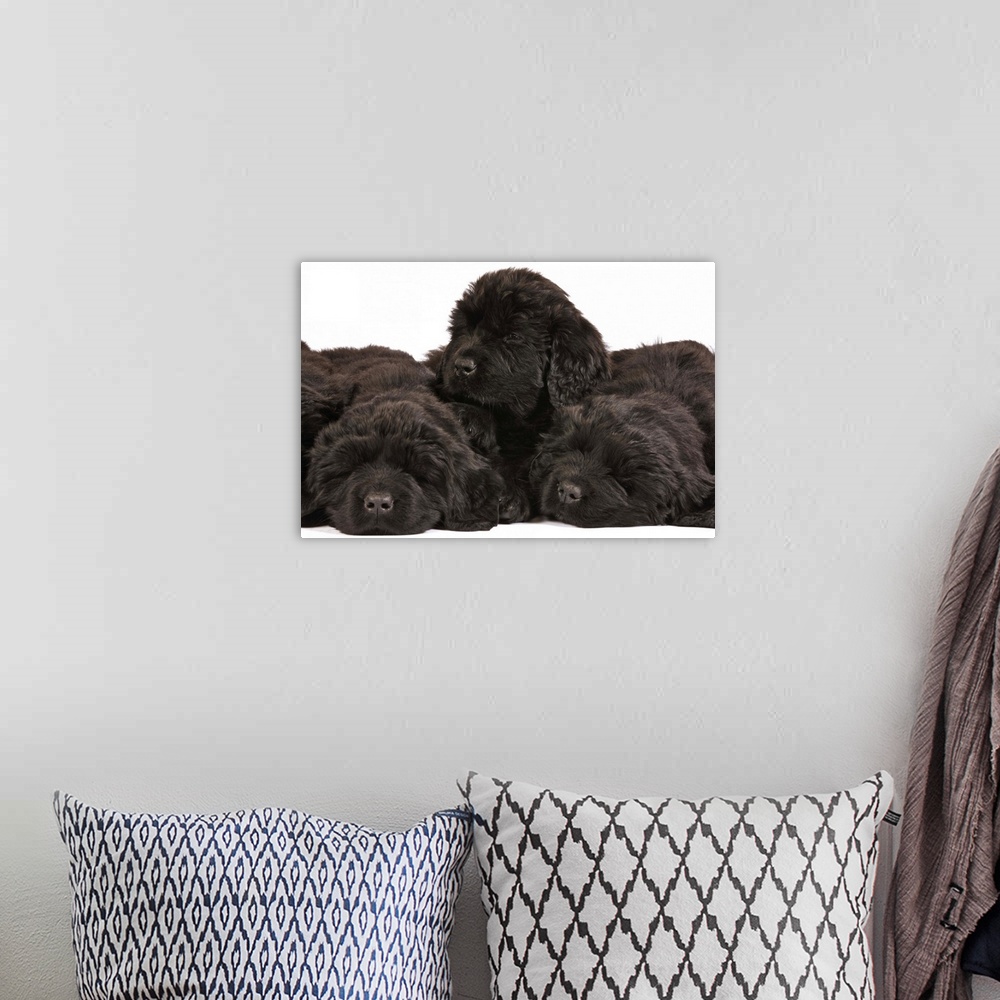 A bohemian room featuring Newfoundland Puppies sleeping (Canis familiaris). Large, usually black, breed of dog. Originated ...