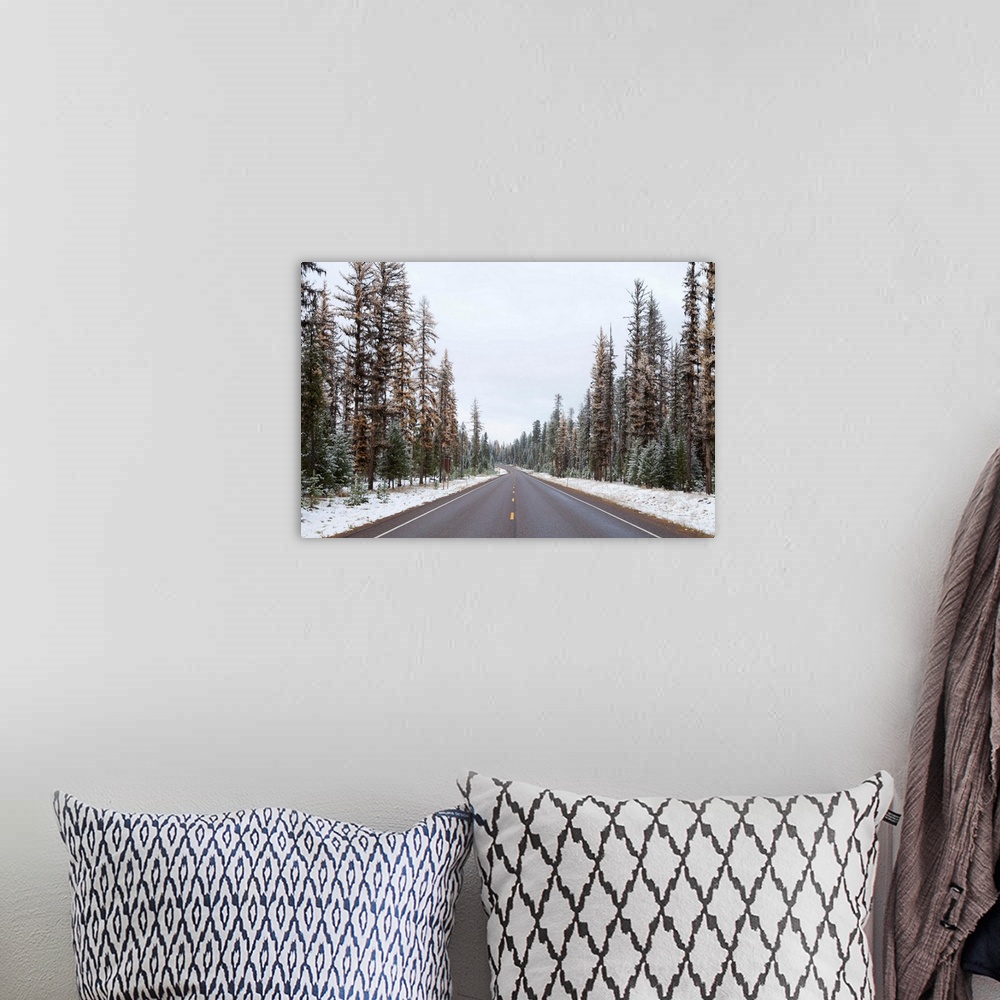 A bohemian room featuring POV of road through snow covered pine forest.