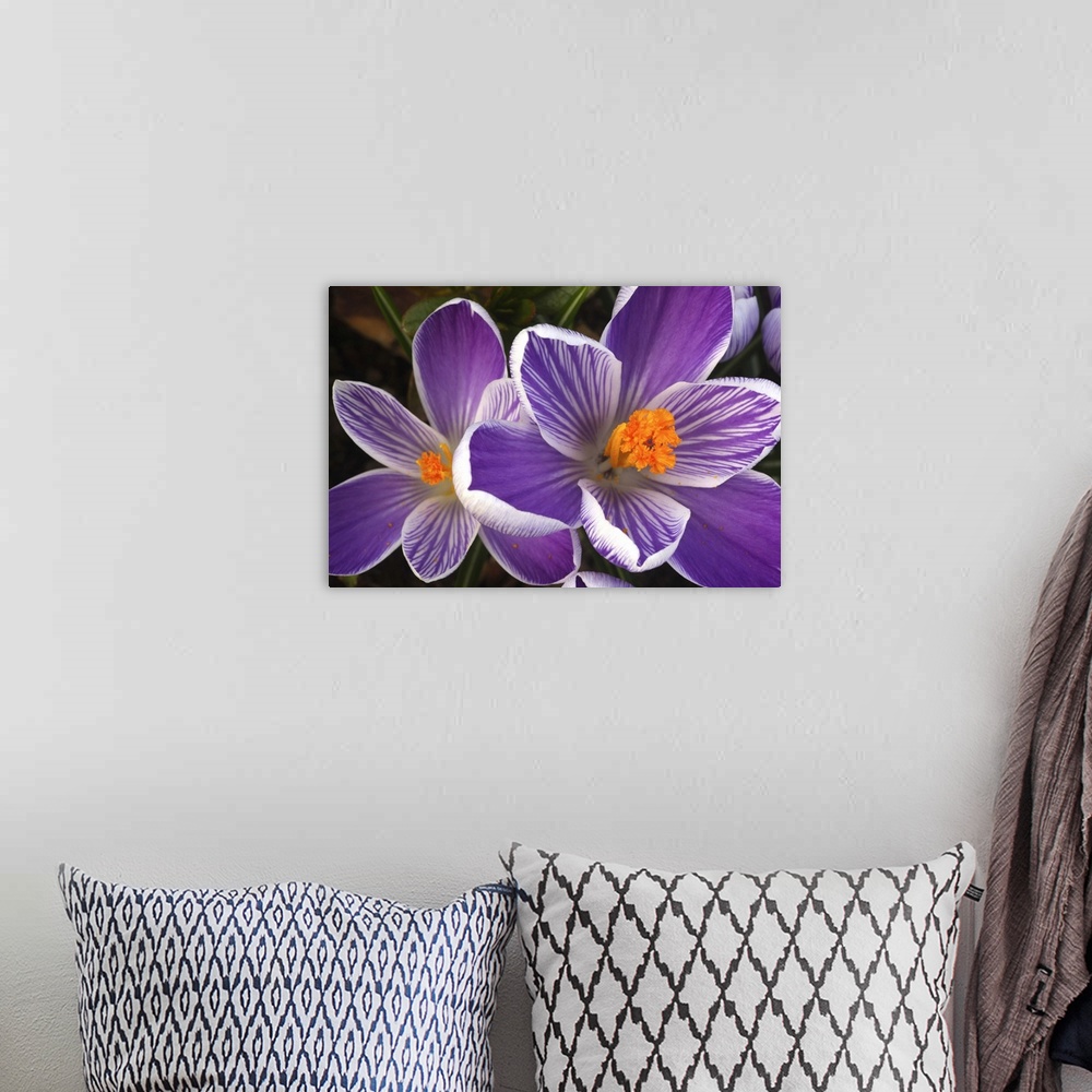 A bohemian room featuring Close-up of purple and white striped crocuses with bright orange stigmas and stamens at the centr...