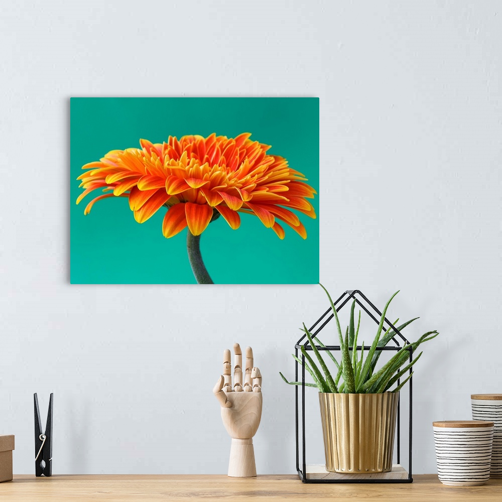 A bohemian room featuring Orange Gerbera Daisy