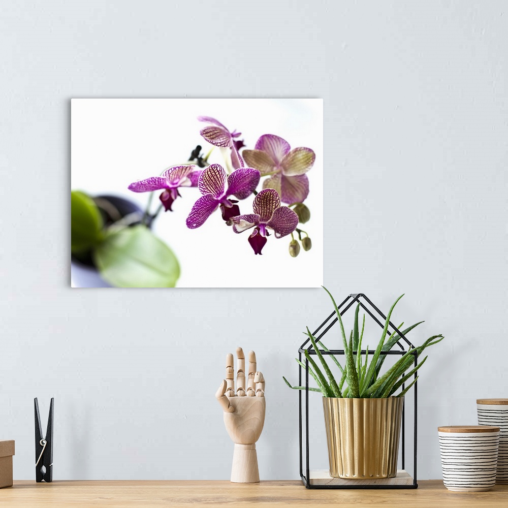 A bohemian room featuring Close up of orchid flower petals