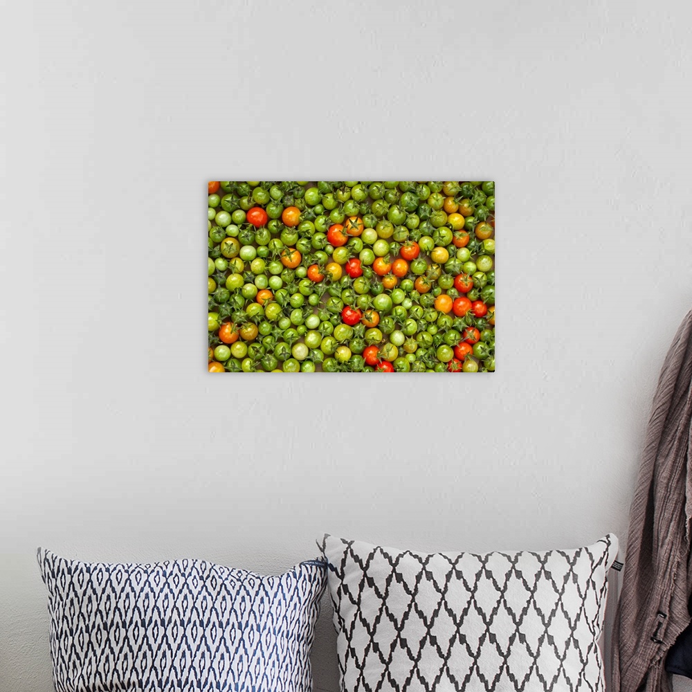 A bohemian room featuring Organic Cherry Tomatoes Laid Out on Cardboard for Ripening