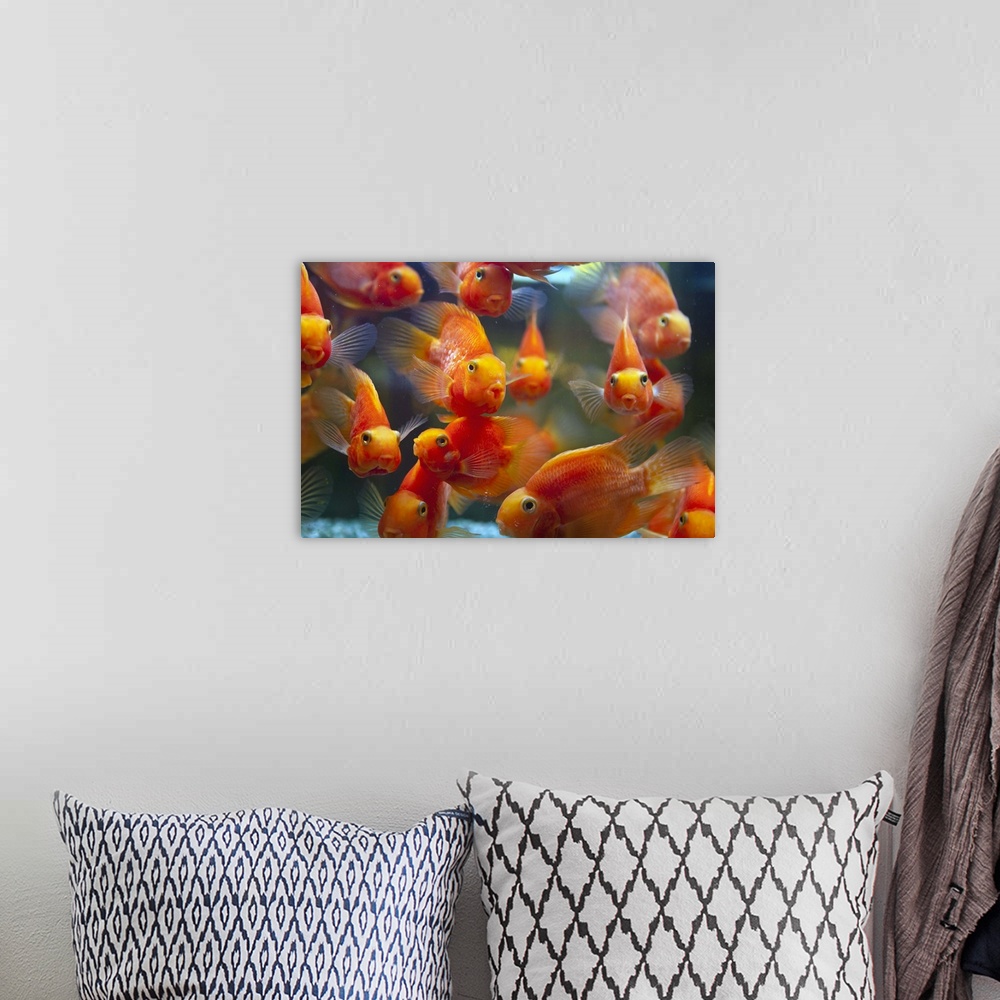 A bohemian room featuring Blood parrot cichlid, also known as parrot cichlid.