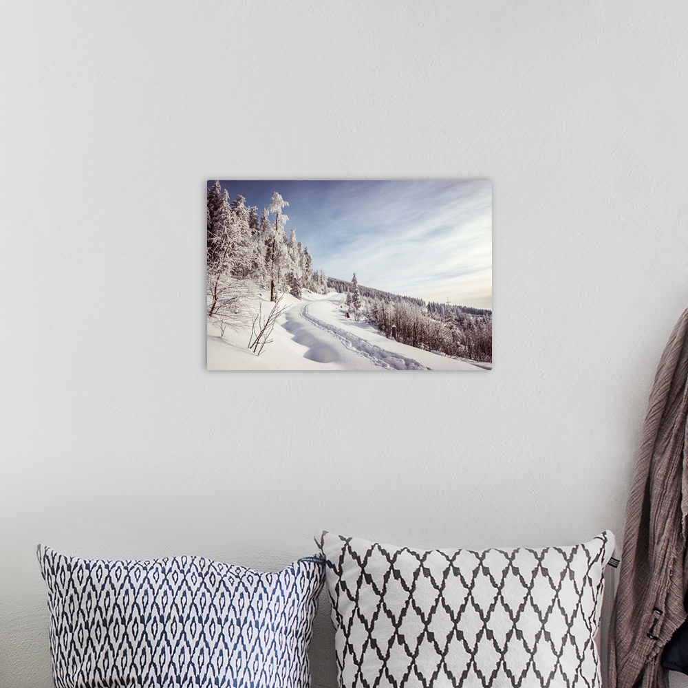 A bohemian room featuring Path leading through winter landscape, black forest, blue sky, trees, snow