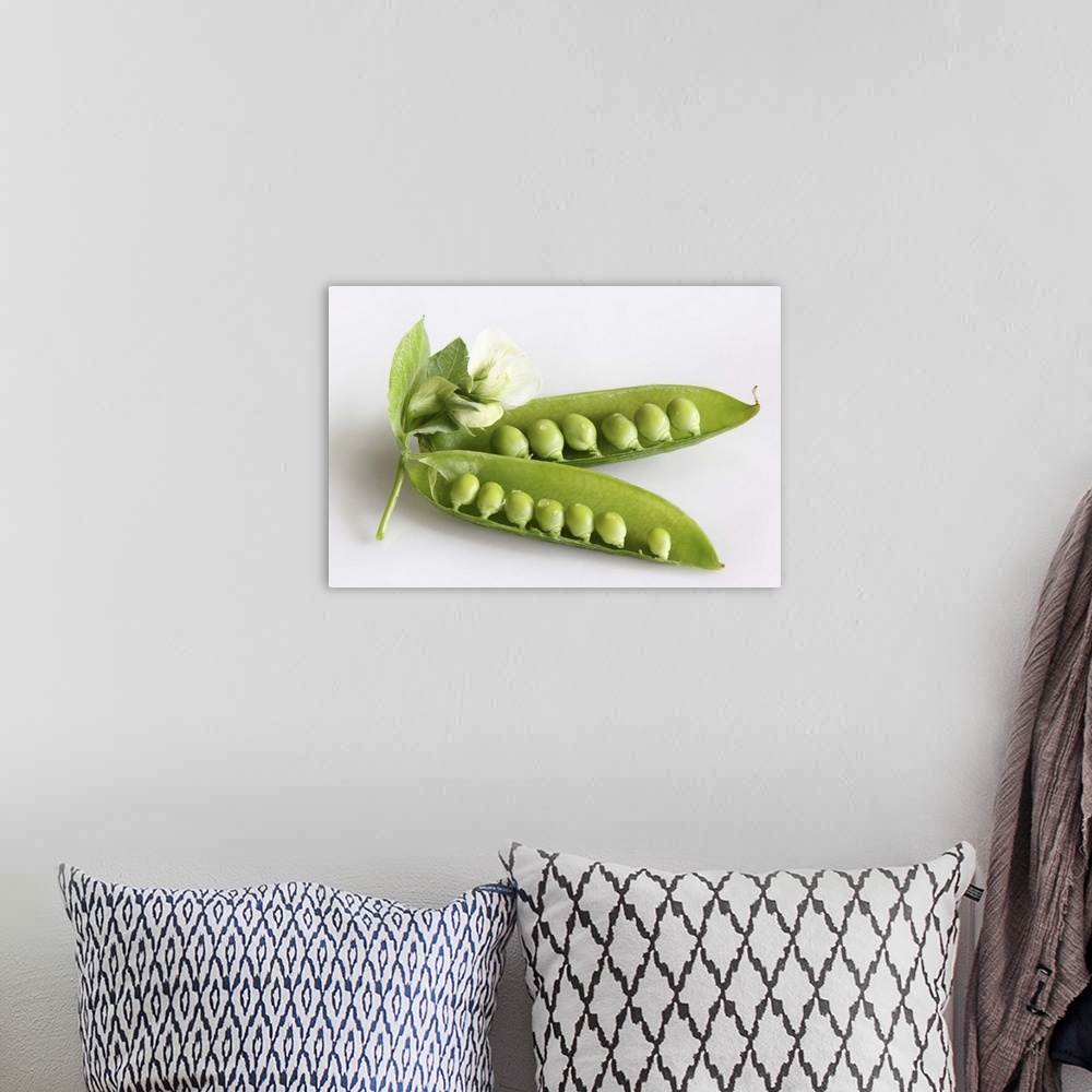 A bohemian room featuring Organic green garden pea flowers and peas in pods on white background, close-up.